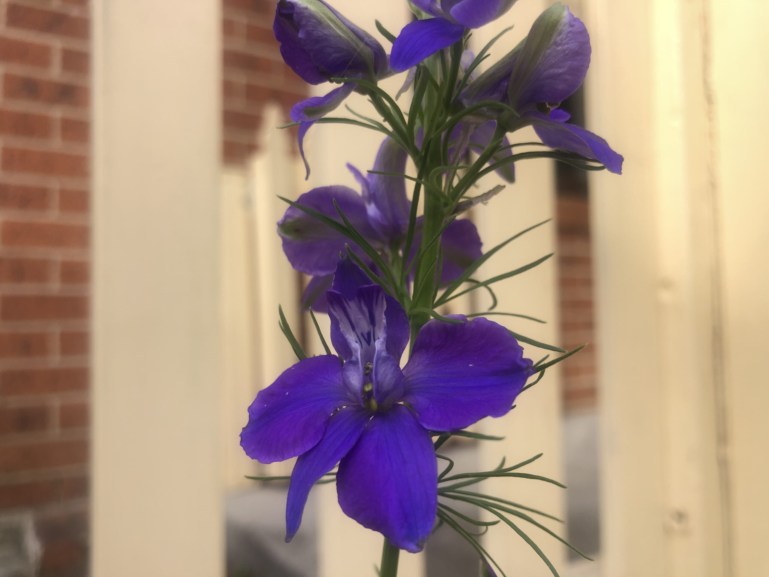 Purple Larkspur Purple Larkspur - Image 3