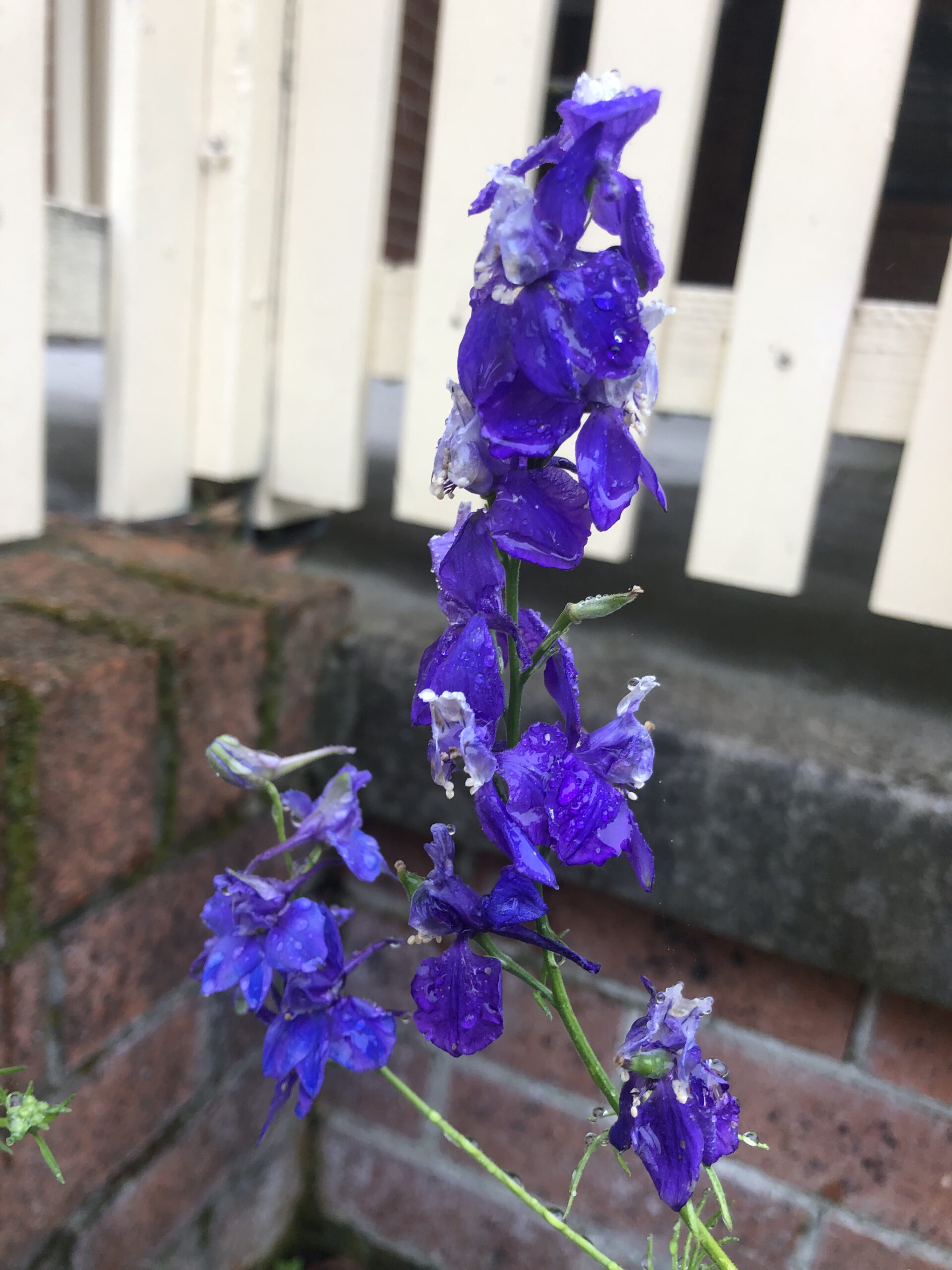 Purple Larkspur Purple Larkspur - Image 4