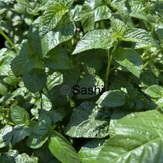 Home Egyptian Spinach