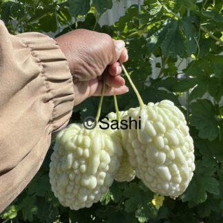 Bitter Melon Pearl White | Ampalaya | Karela | Bitter Gourd