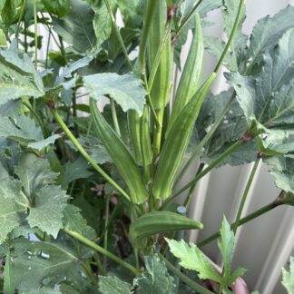Home Okra (Clemson Spinless Variet) Bhindi, Ladies Fingers, Gumbo