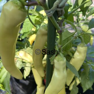 Home Sweet Banana Pepper, Sweet Capsicum