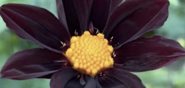Flower Ladi