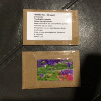 English Lavender (free Aster)