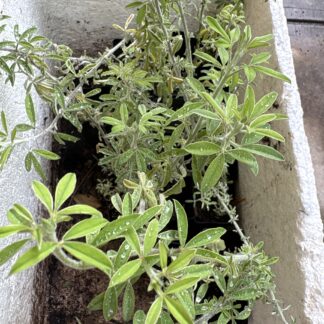 1x Tagasaste Tree Lucerne Tube Plant