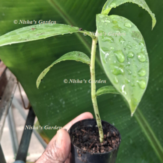 Home Thebu / Insulin Plant / Spiral Ginger / Canereed Plant / 1 Plant