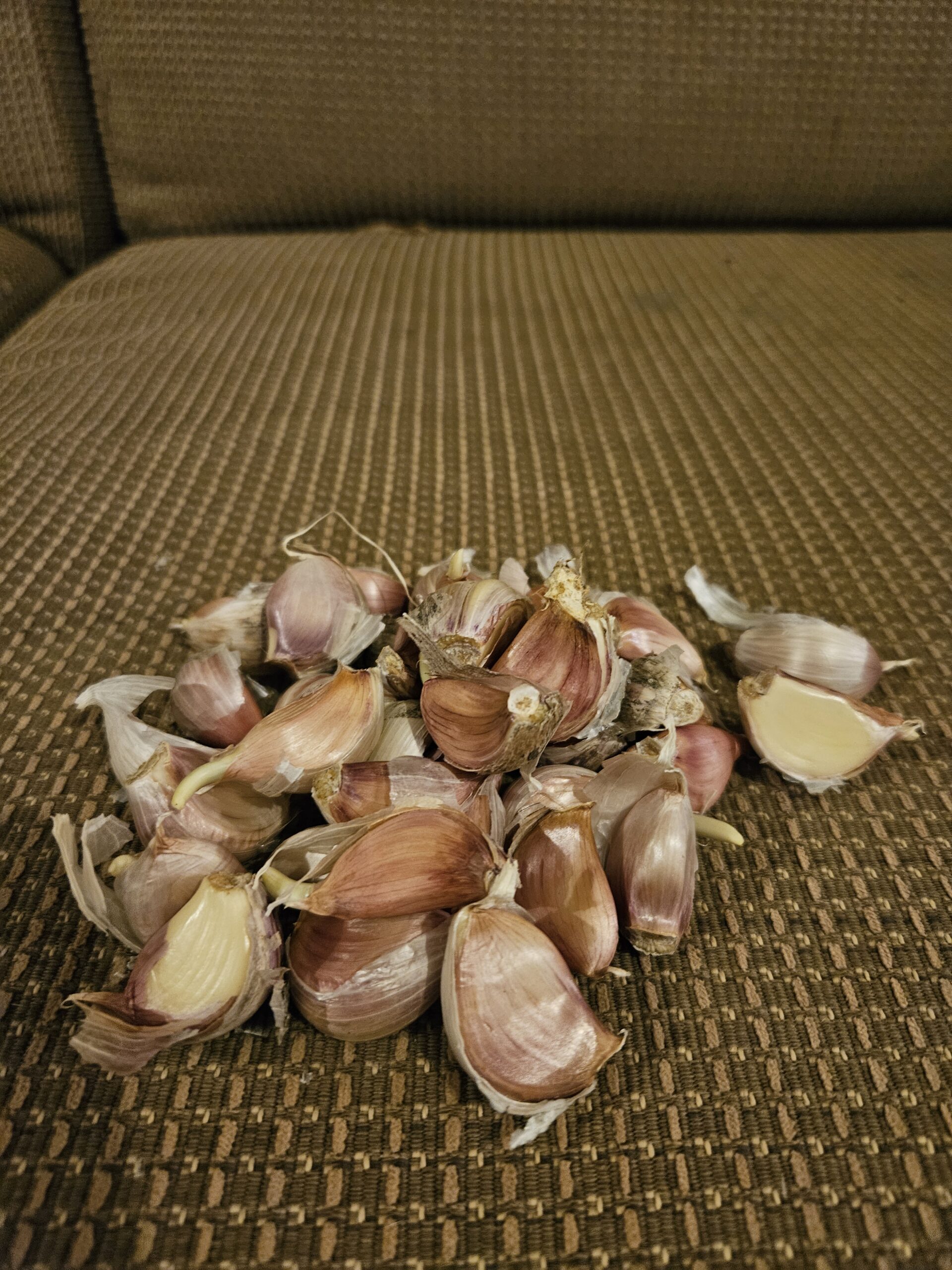 Mixed Seed Garlic Mixed Seed Garlic - Image 2