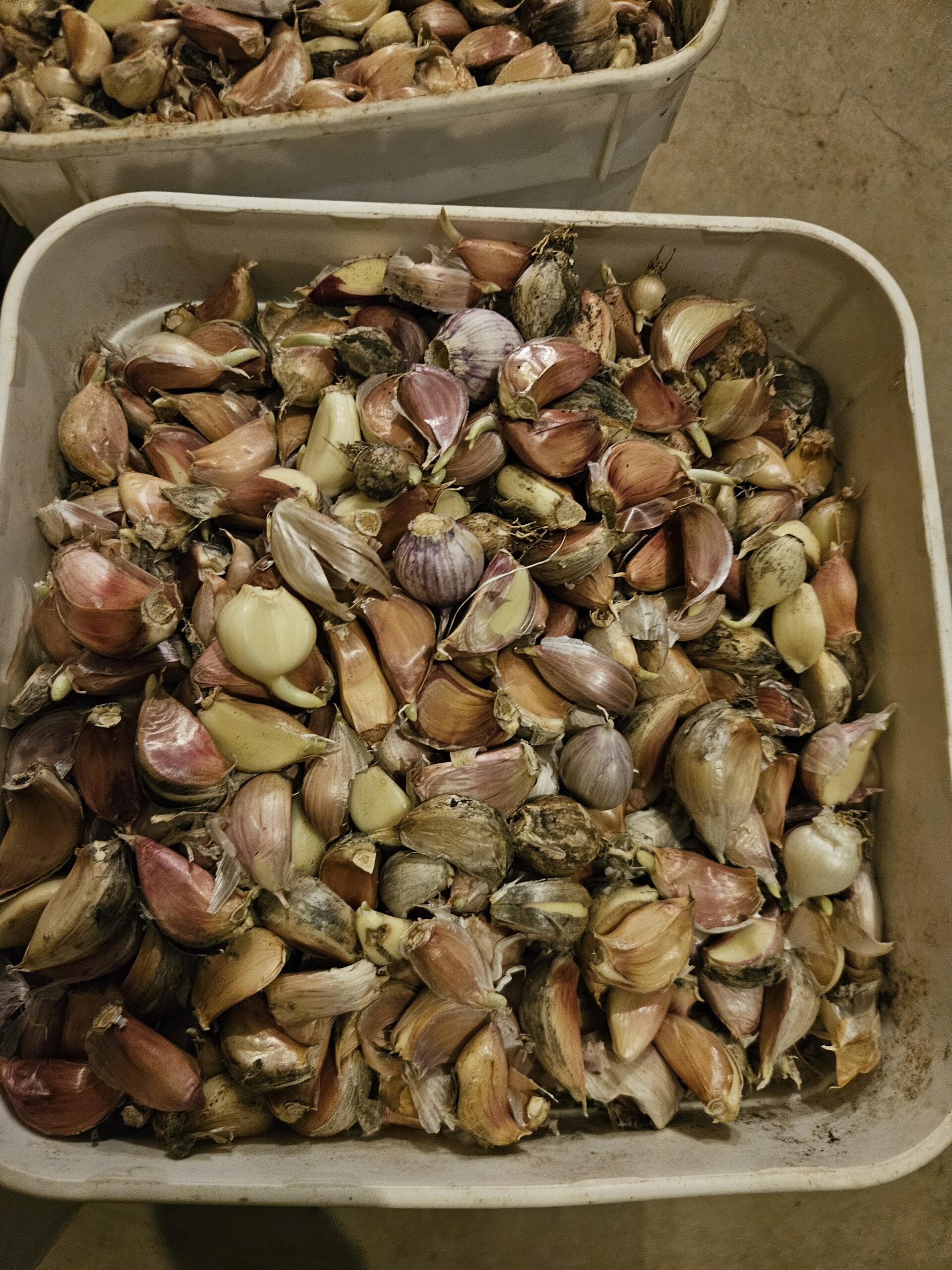 Mixed Seed Garlic Mixed Seed Garlic - Image 3