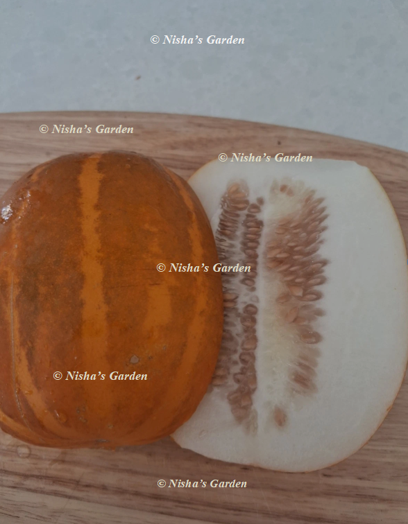 Kakiri / Indian Cucumber / Dosakaya Kakiri / Indian Cucumber / Dosakaya - Image 3