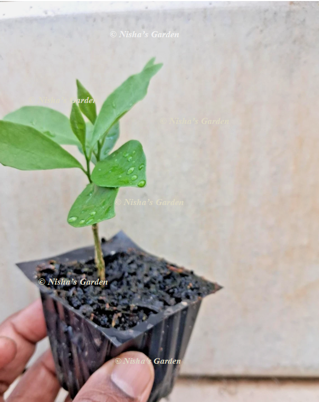 Yesterday Today Tomorrow Plants / Brunfelsia Pauciflora / 1 Plant Yesterday Today Tomorrow Plants / Brunfelsia Pauciflora / 1 Plant - Image 2