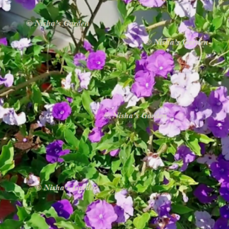 Home Yesterday Today Tomorrow Plants / Brunfelsia Pauciflora / 1 Plant