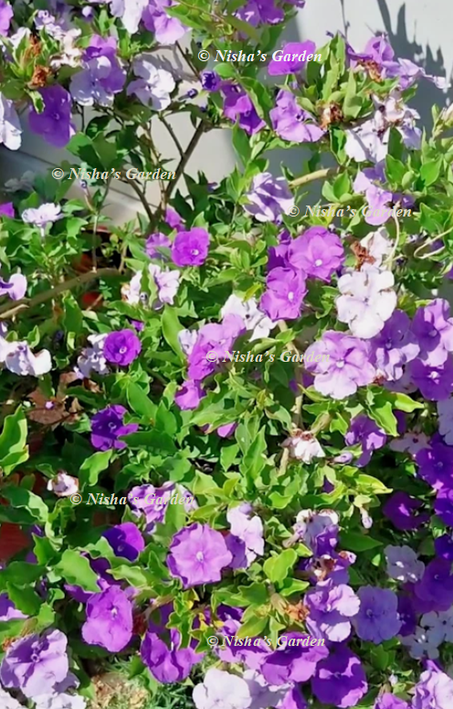 Yesterday Today Tomorrow Plants / Brunfelsia Pauciflora / 1 Plant Yesterday Today Tomorrow Plants / Brunfelsia Pauciflora / 1 Plant
