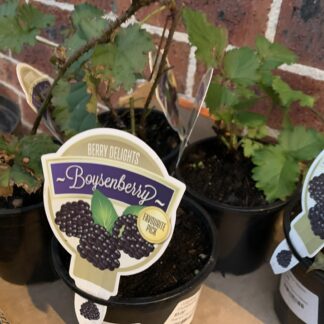 1x Boysenberry Plant Established In Pot