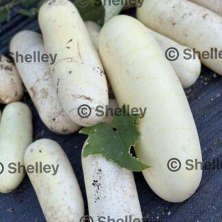 Cucumber, White Long Cucumber, Asian White Cucumber