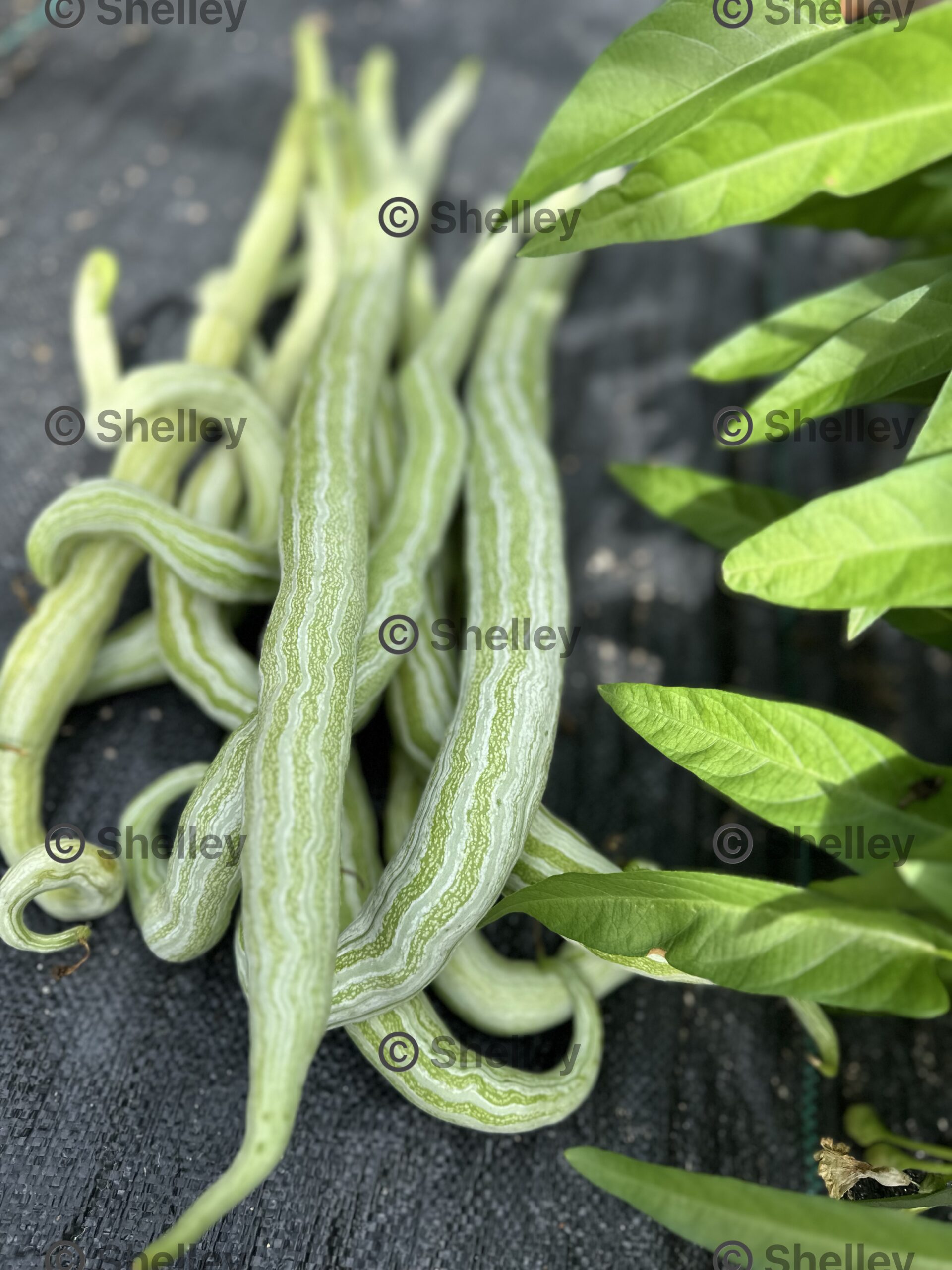 Snake Gourd, Chichinda, Padwal, Petola Snake Gourd, Chichinda, Padwal, Petola - Image 2