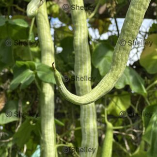 Home Snake Gourd, Chichinda, Padwal, Petola