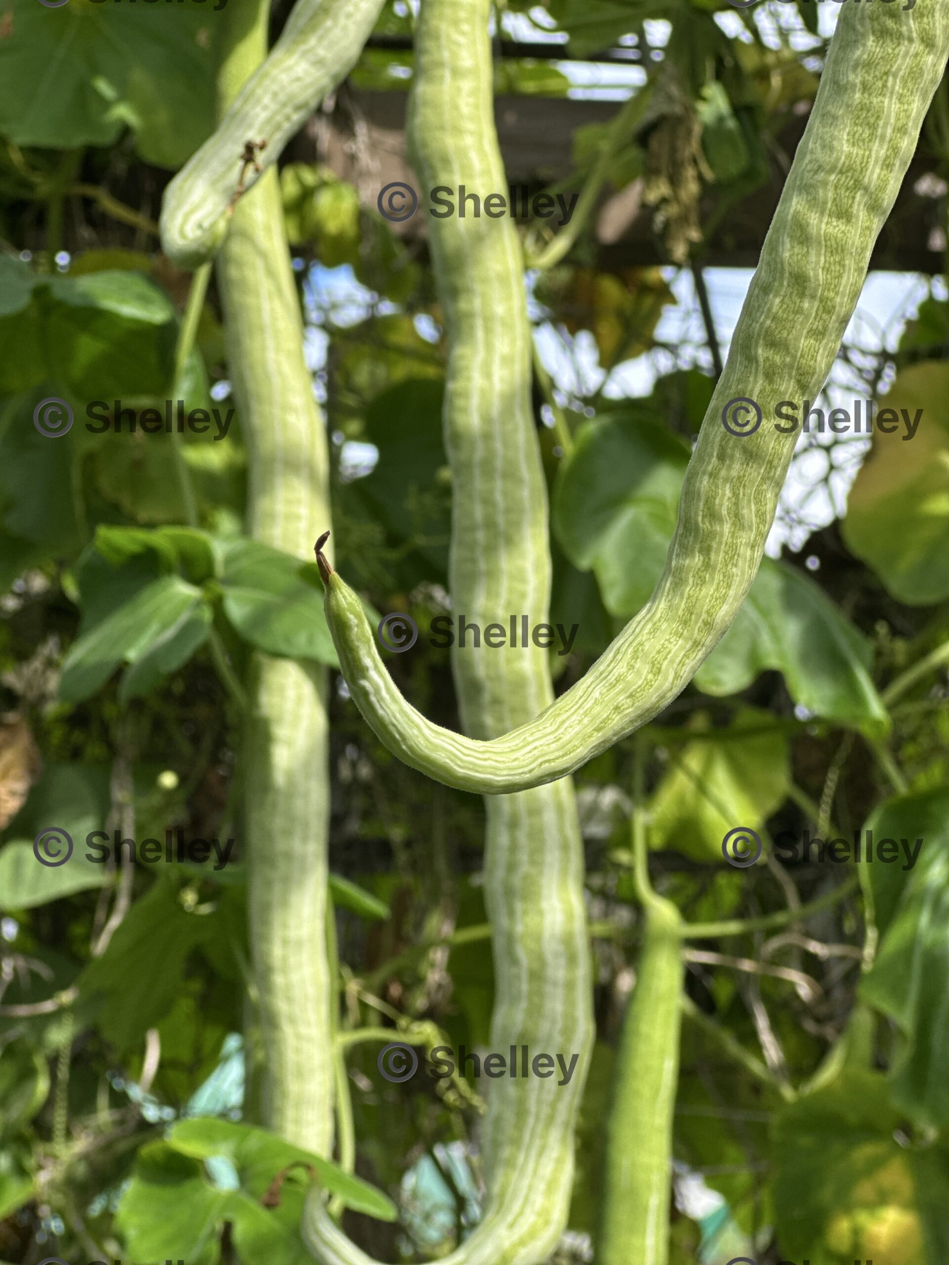 Snake Gourd, Chichinda, Padwal, Petola Snake Gourd, Chichinda, Padwal, Petola