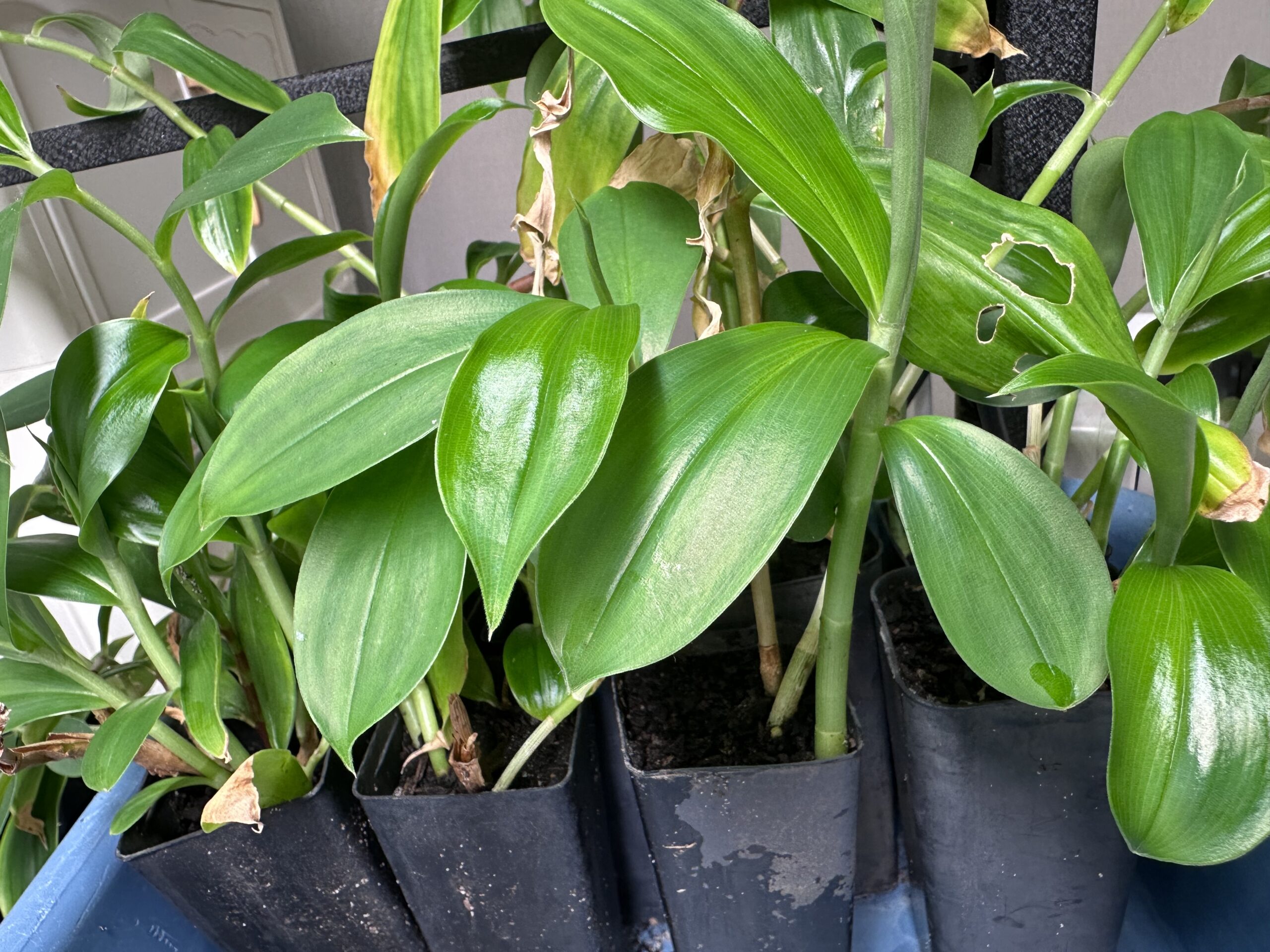 1x Insulin Plant (Costus igneus / Costus pictus) 1x Insulin Plant (Costus igneus / Costus pictus) - Image 3