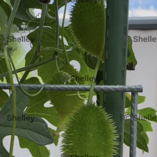 Home Spiny Gourd