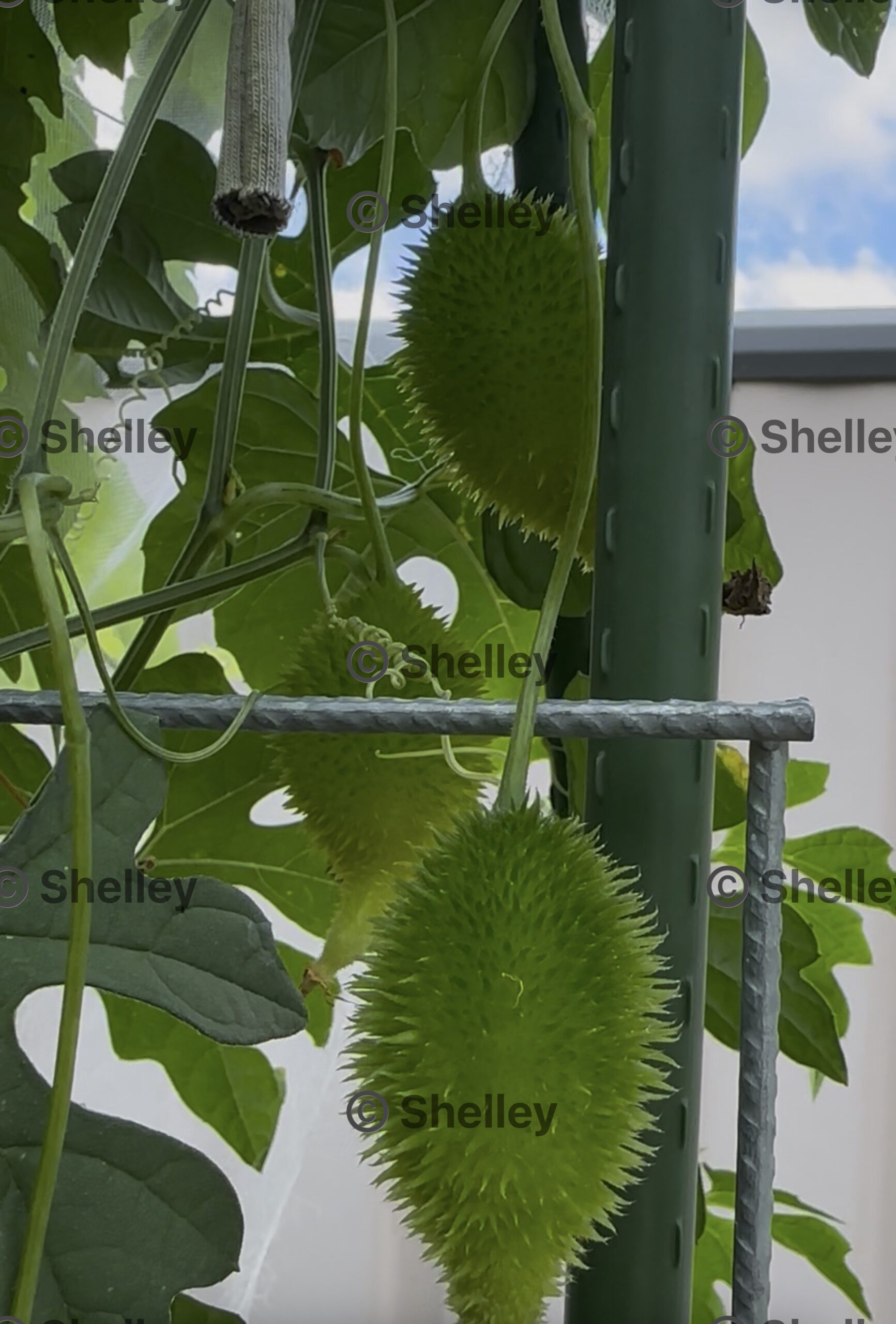 Spiny Gourd Spiny Gourd