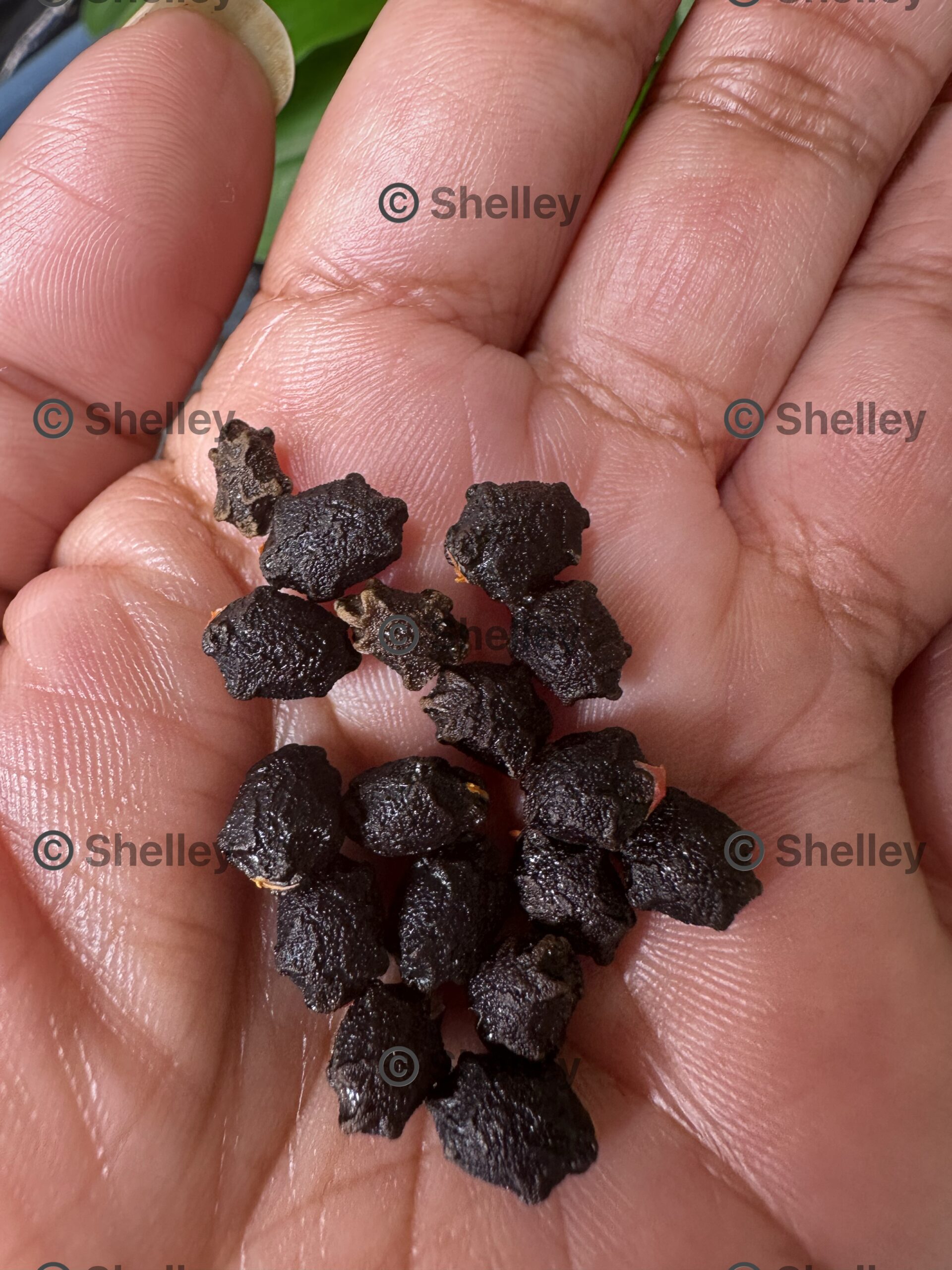 Spiny Gourd Spiny Gourd - Image 3