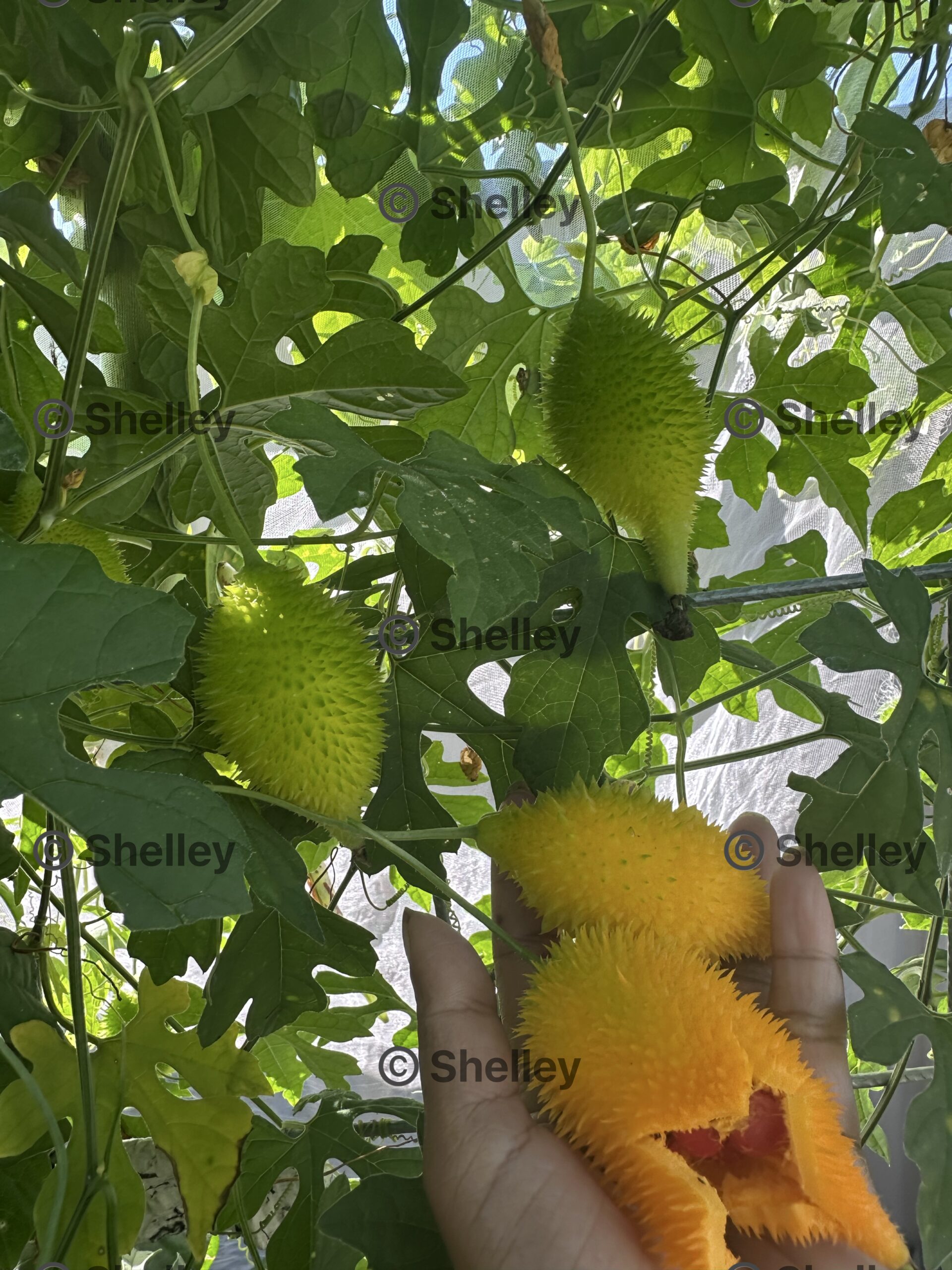Spiny Gourd Spiny Gourd - Image 2