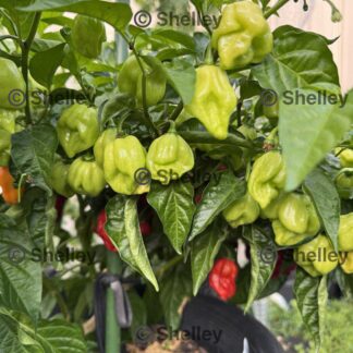 Home Habanero Red Chilli
