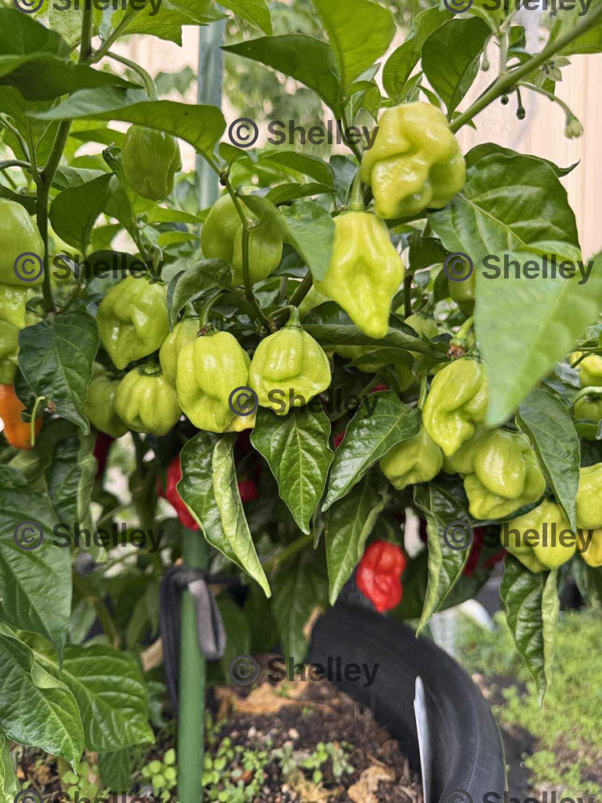 Habanero Red Chilli Habanero Red Chilli