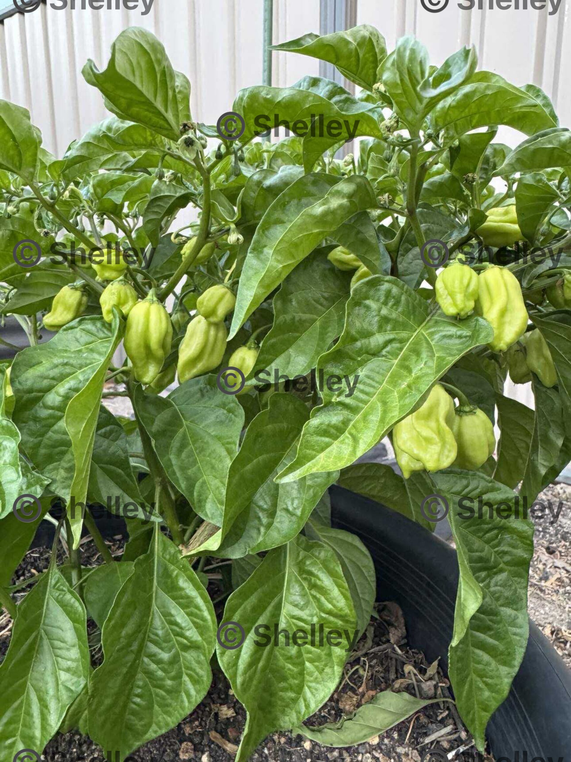 Habanero Red Chilli Habanero Red Chilli - Image 2