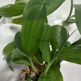 Home 1x Insulin Plant (Costus igneus / Costus pictus)