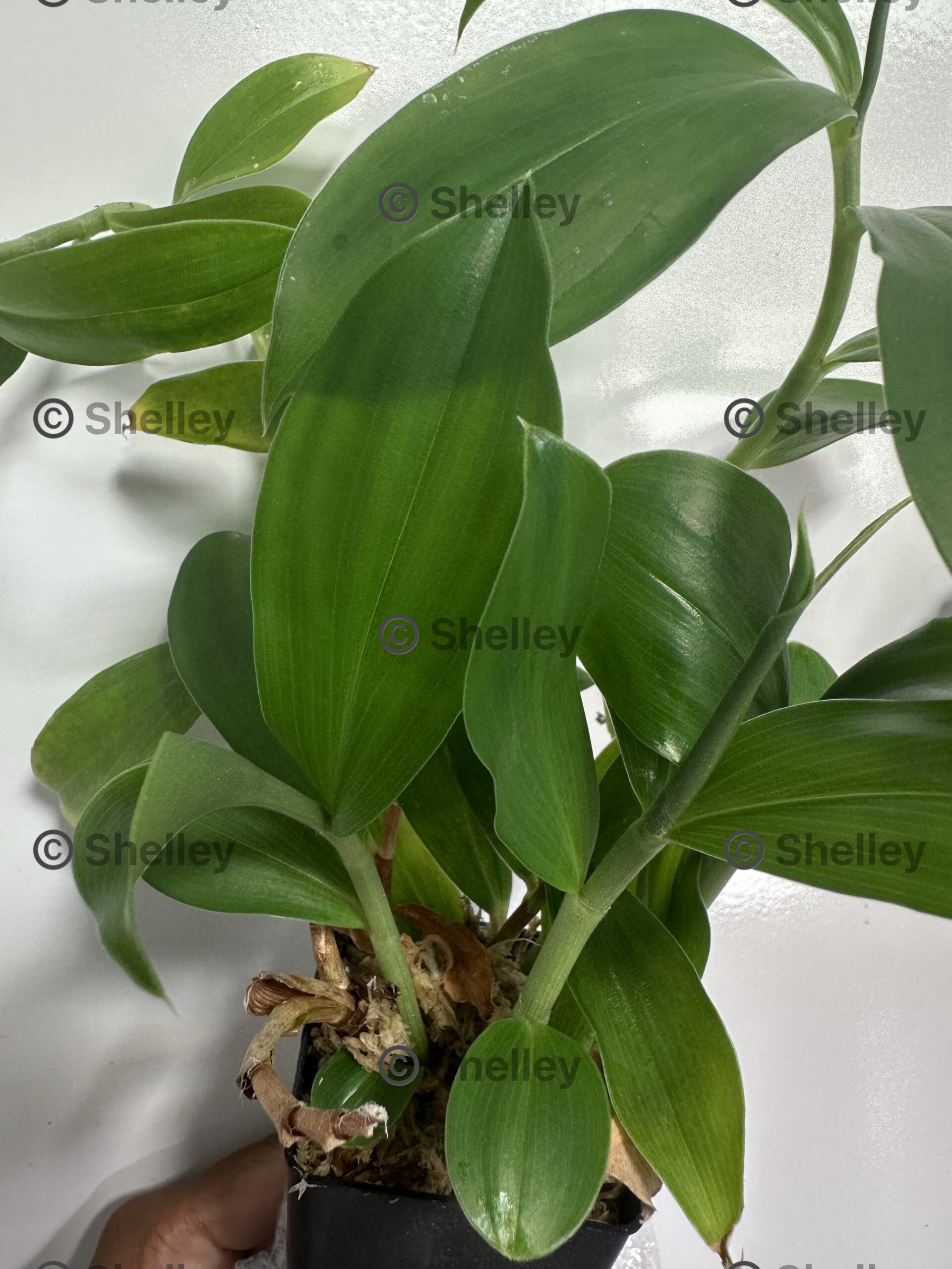 1x Insulin Plant (Costus igneus / Costus pictus) 1x Insulin Plant (Costus igneus / Costus pictus)
