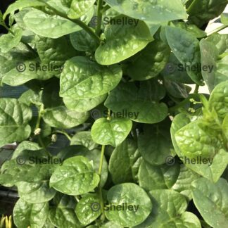 Alugbati / Malabar Spinach / Ceylon Spinach Green