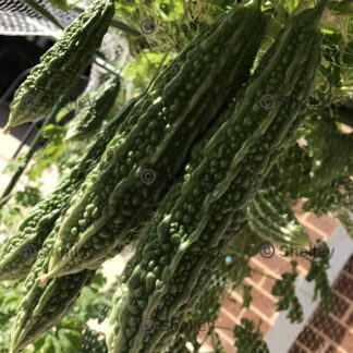 Karilla / Indian Green Bitter Gourds / Ampalaya