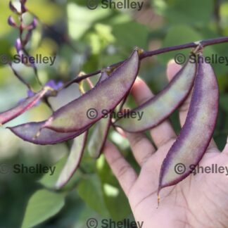 Indian Beans / Lablab Beans / Sheem Beans Green And Purple Mix