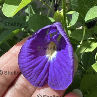 Blue Butterfly Pea / Aparajita