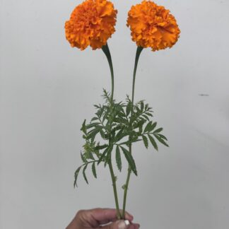 Home Tall Marigold Cut Flower Variety