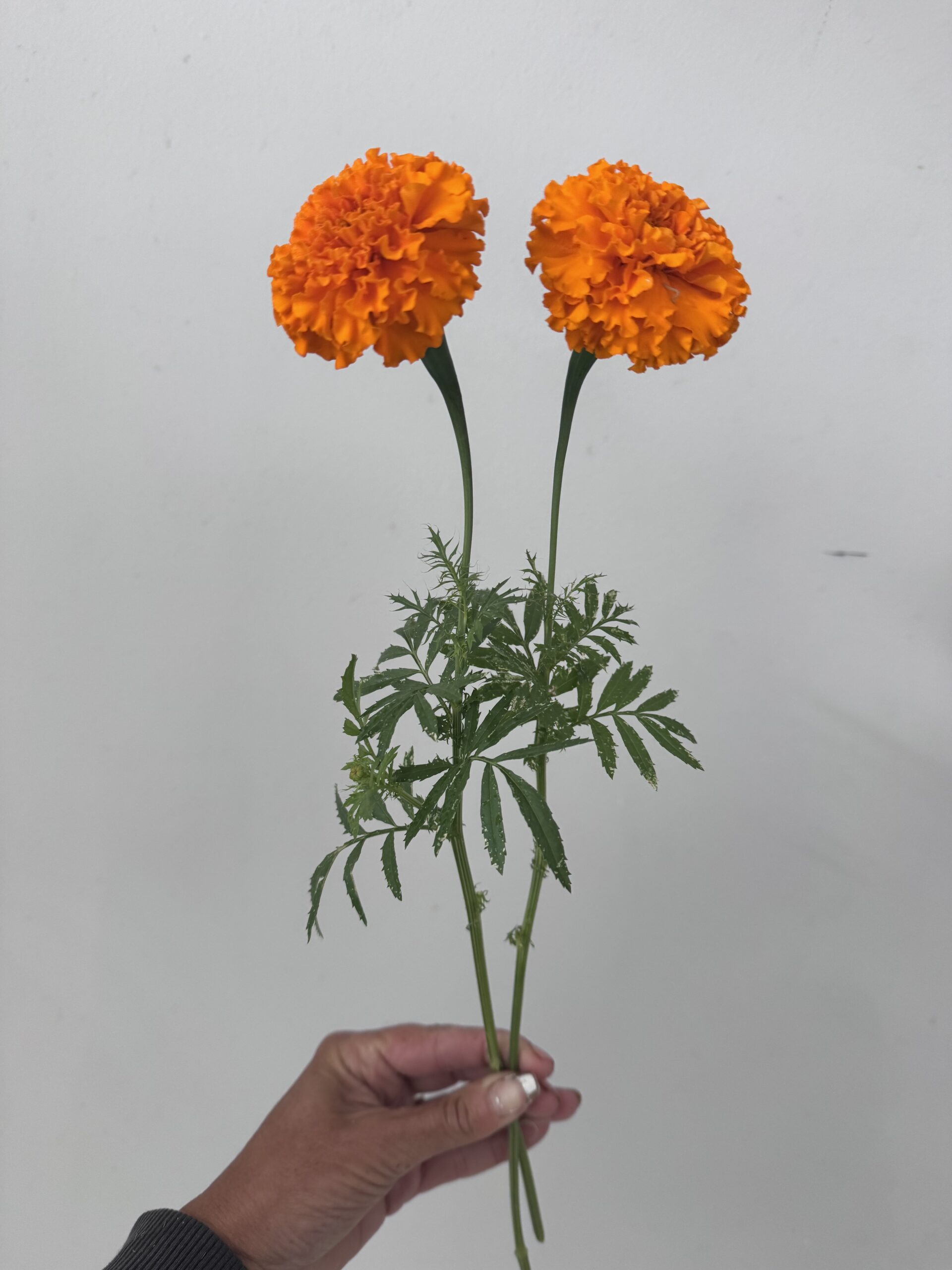 Tall Marigold Cut Flower Variety Tall Marigold Cut Flower Variety