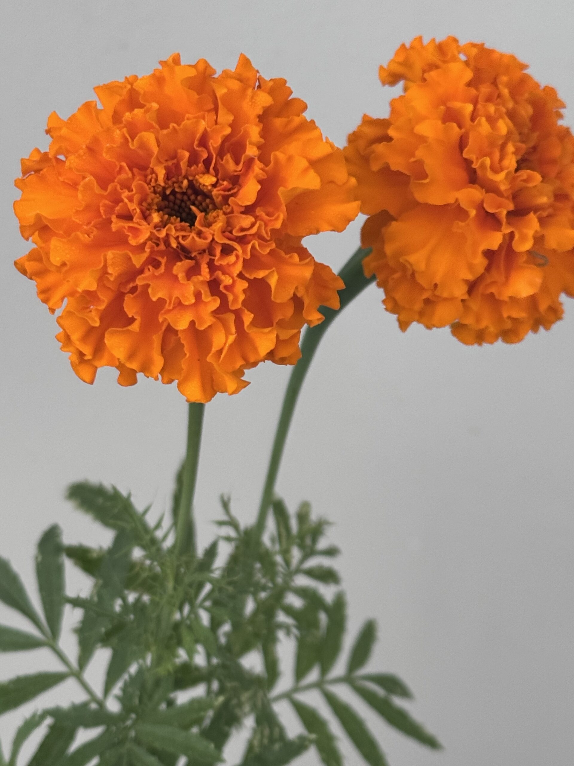 Tall Marigold Cut Flower Variety Tall Marigold Cut Flower Variety - Image 3
