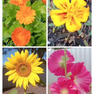 Summer Flowers
