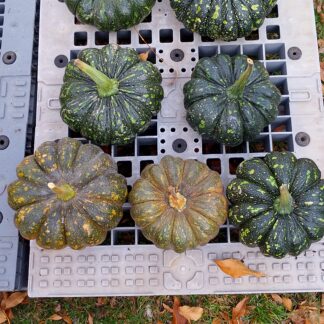 Thai Rai Kaw Tok Pumpkin