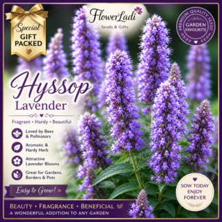 Hyssop Lavender
