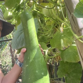 Big Bottle Gourd