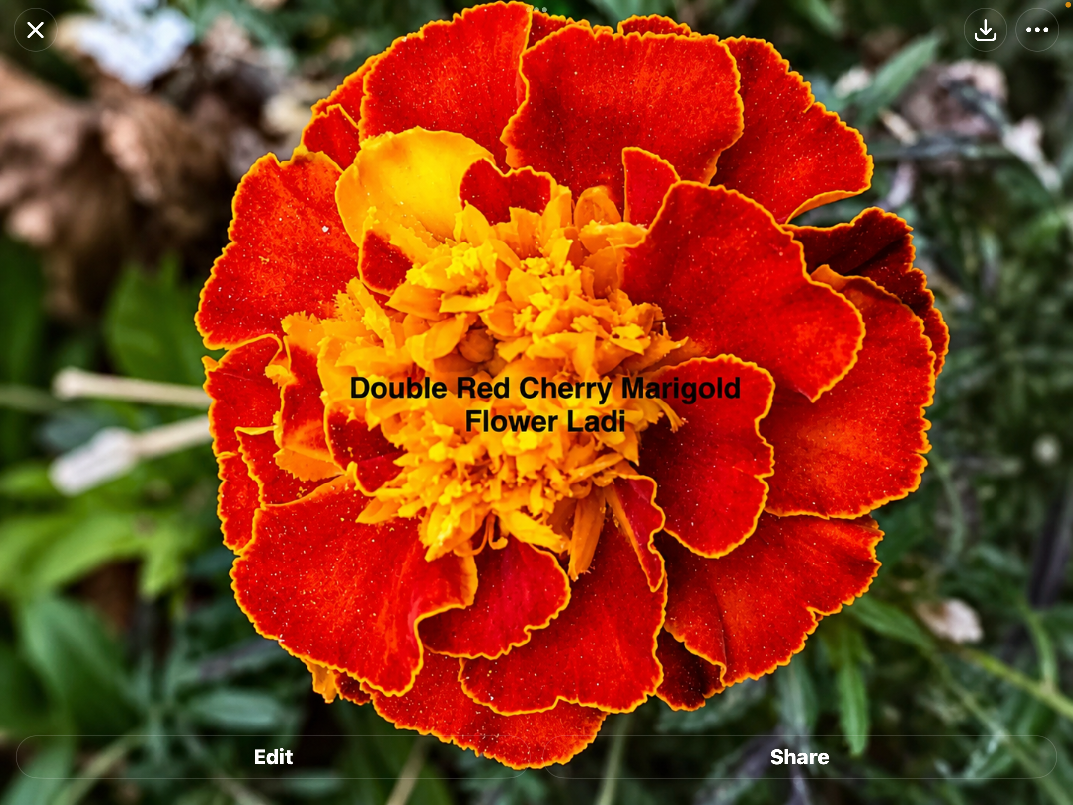 Tiger Monkey (free Marigold) Tiger Monkey (free Marigold) - Image 7