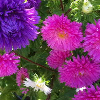 Aster Carpet Mix (free Hollyhock)