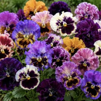 Frilled Viola Pansy 50 pack (free Marigold)