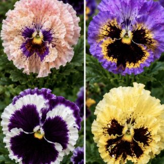 Frilled Viola Pansy 100 pack (free Marigold)