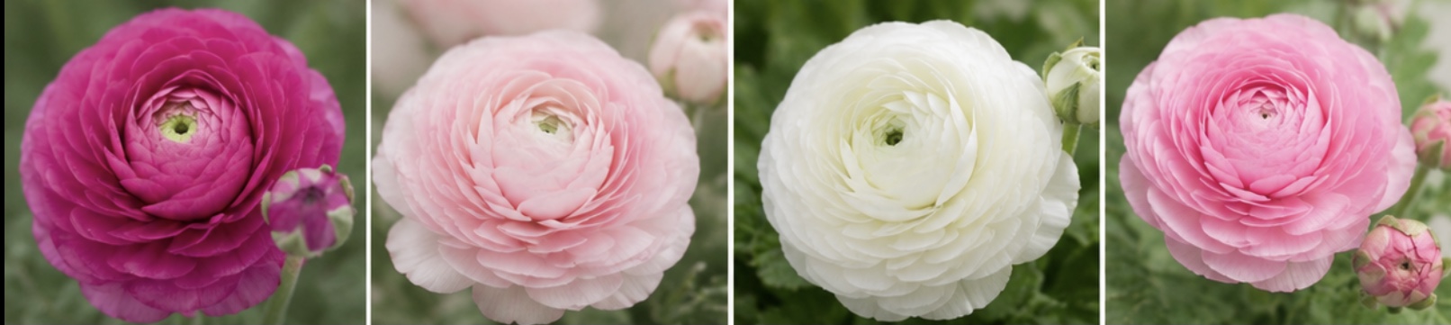 Pastel Shades Ranunculus Corms & Seed Gift Bag Pastel Shades Ranunculus Corms & Seed Gift Bag - Image 5