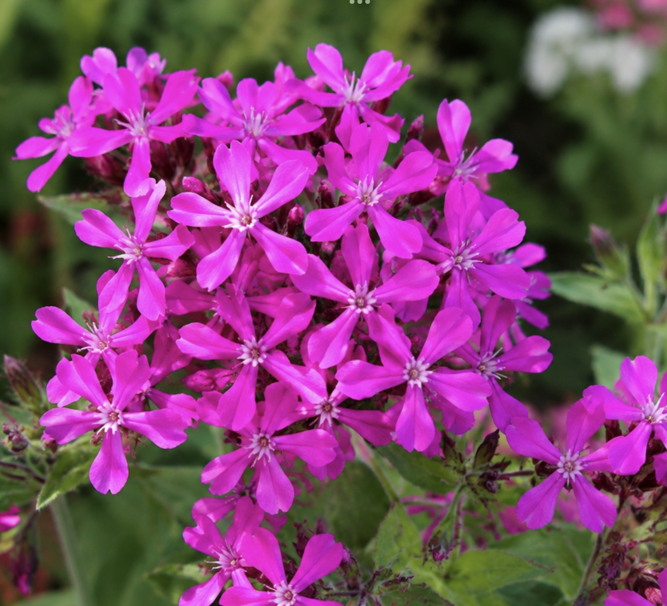 Sweet William Catchfly (Silene armeria) Sweet William Catchfly (Silene armeria) - Image 2