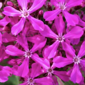 Home Sweet William Catchfly (Silene armeria)