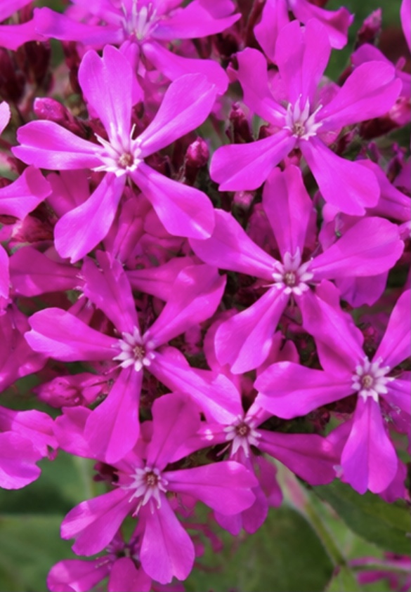 Sweet William Catchfly (Silene armeria) Sweet William Catchfly (Silene armeria)
